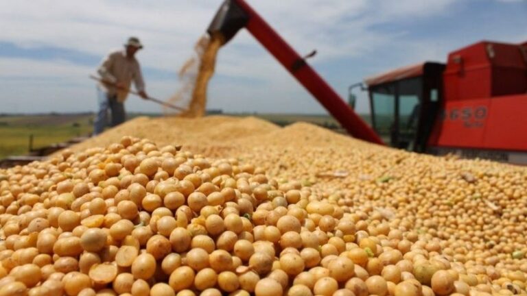 Argentina đình chỉ thuế xuất khẩu nông sản để hút về USD